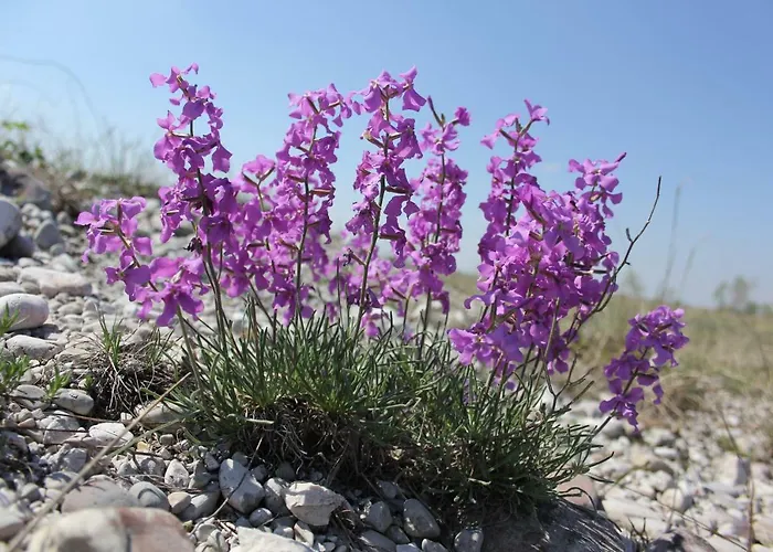 Appart hôtel Diffuso Magredi Vivaro