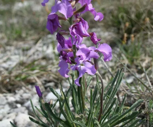 Appart hôtel Diffuso Magredi
